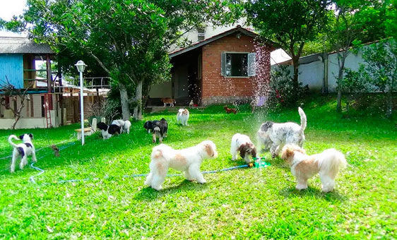hotel para cachorro